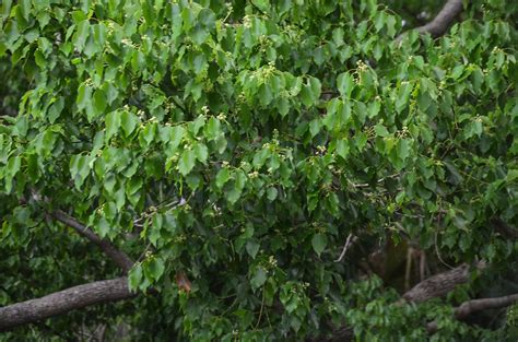 樟樹種子盆栽|2007樟樹Camphor tree Cinnamomum 種子盆栽